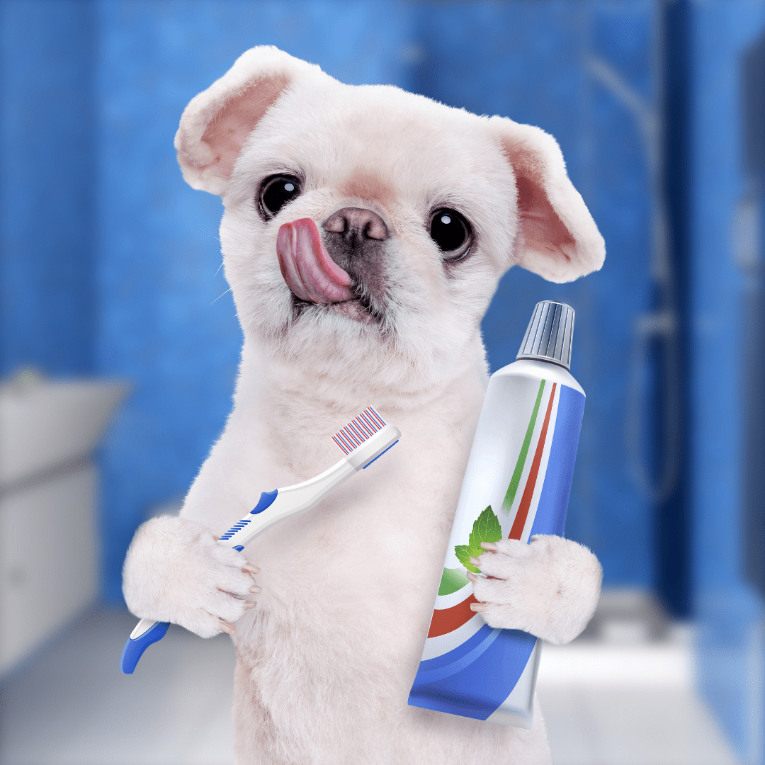 刷牙的狗狗