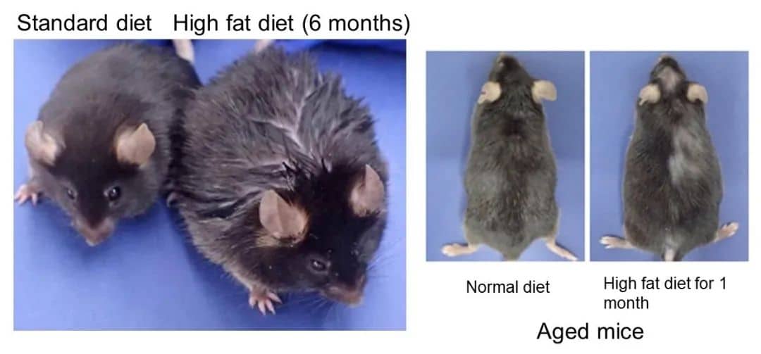 Standard Diet High Fat Diet (6 Months)
